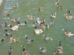 Greifensee 2007 063