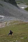 Dents du Midi CAV 015