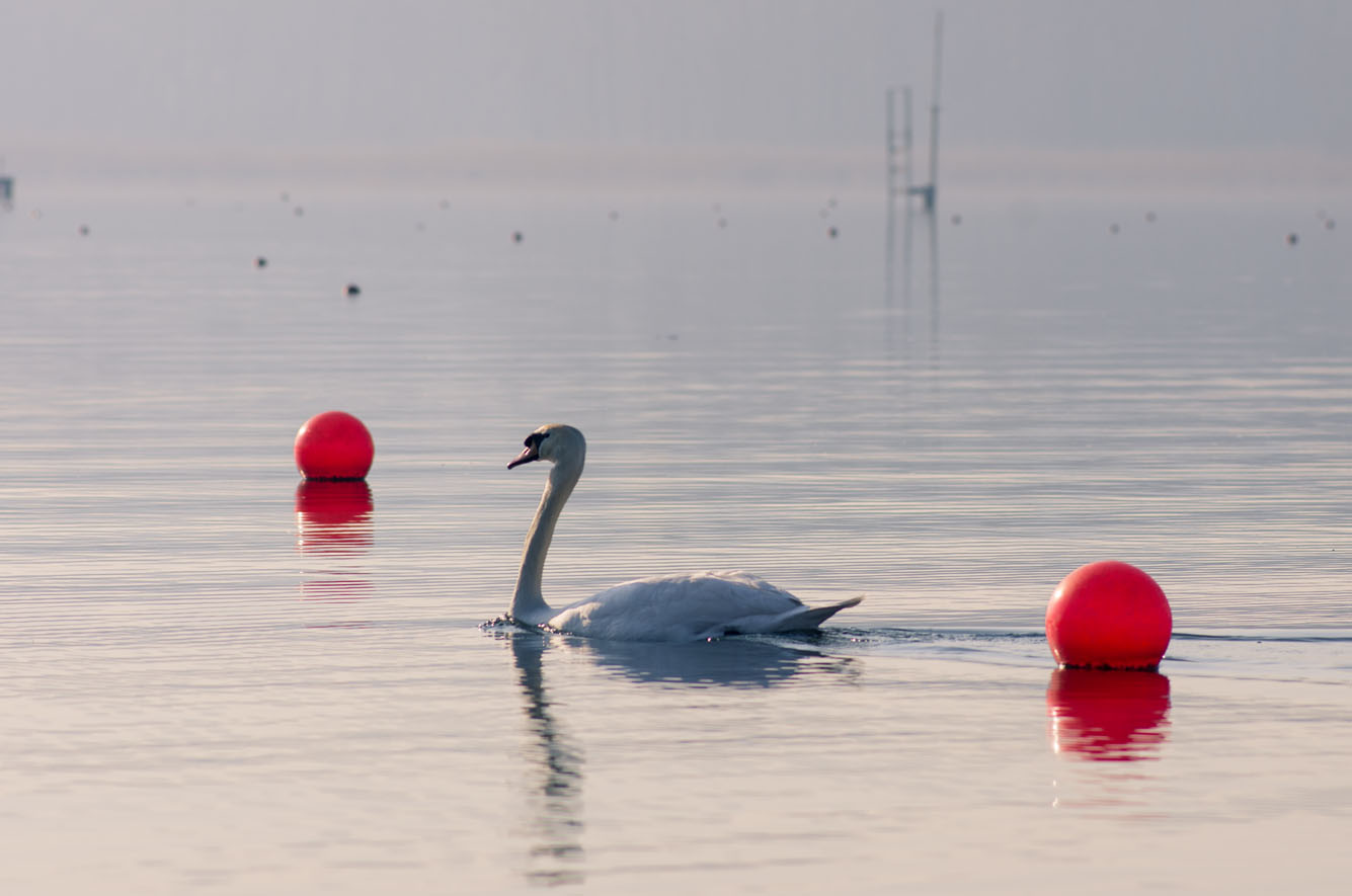 varese_2016_019